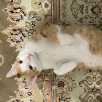 واگذاری گربه