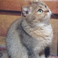 گربه اسکاتیش کاراملی