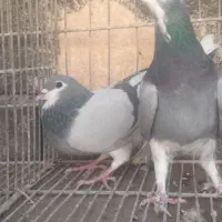 نروماده خرقه وواز|پرنده|اصفهان, حصه جنوبی|دیوار