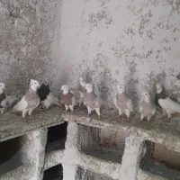 کبوترطوق اجری