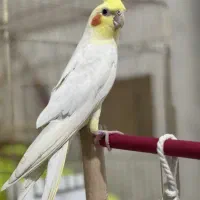عروس هلندی گم شده
