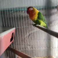 طوطی برزیلی نرو ماده سرحال|پرنده|شهریار, شهرک امیریه|دیوار