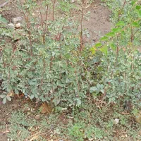 بنه کوهی یا پسته وحشی|خدمات باغبانی و درختکاری|رابر, |دیوار