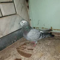 نر اصفهانی کوهی