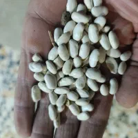 لوبیا سفید|خوردنی و آشامیدنی|گیان, |دیوار