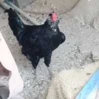 خروس