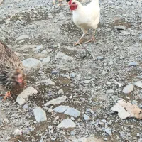 جوجه مرغ و خروس فروشی