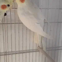 عروس هلندی و مرغ عشق