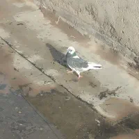 کبوتر پرشی|پرنده|بوئین زهرا, |دیوار