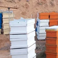 فروش زنبور عسل