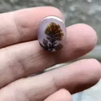 حراج شجر های قائنات با بهترین منظره زیر قیمت|جواهرات|تهران, دریاننو|دیوار