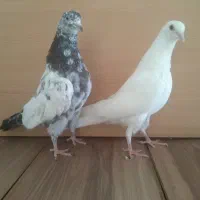 12 تا جوجه پاکستانی و انگلیسی