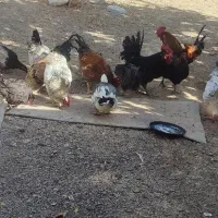 معاوضه خروس فروشی مرغ