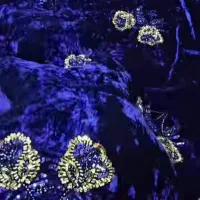 لباس|لباس|دهدشت, |دیوار