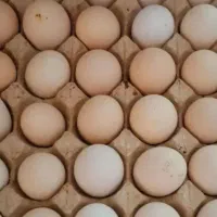 تخم مرغ محلی