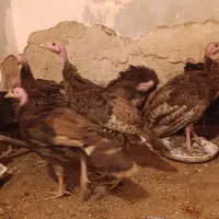 بوقلمون|حیوانات مزرعه|گرمی, |دیوار