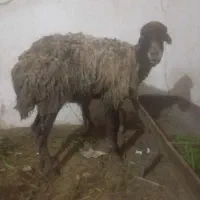 گوسفند|حیوانات مزرعه|سنگدوین, |دیوار