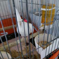 طوطی ماده وایت فیس