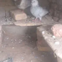 کفتر جفت