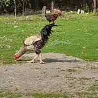 جوجه لاری آس|حیوانات مزرعه|نوشهر, |دیوار