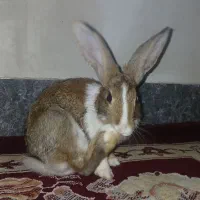 خرگوش