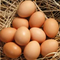 تخم مرغ نطفه دار گلین
