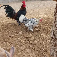 مرغ وخروس پاکوتاه اصل