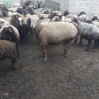 قوچ مغان چینی