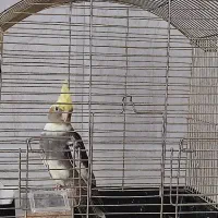 عروس هلندی زیبا کاکل طلایی رنگ خاص