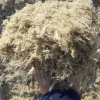 فروش انواع خوراک دام