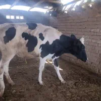گاو