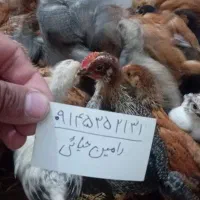 جوجه نیمچه ۵۰۰گرمی ویک کیلویی