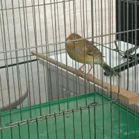 قناری ماده آماده|پرنده|شیراز, کوشک میدان|دیوار