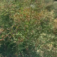 خارشتر و2تن علوفه باغی