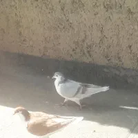 کبوتر