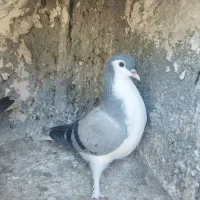 جوجه ساده سبز|پرنده|تربت‌حیدریه, یحیی آباد|دیوار