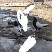 کبوتر سروته|پرنده|کرمانشاه, |دیوار