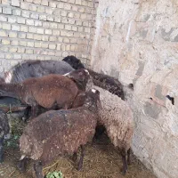 میش و بره (قوچ)|حیوانات مزرعه|خمینی‌شهر, |دیوار