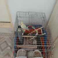 عروس هلندی جفت