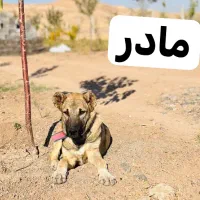 سگ سرابی|سگ|میانه, |دیوار