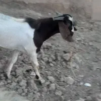 بز‌نر|حیوانات مزرعه|نهاوند, |دیوار