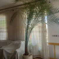 نخل گل خرما