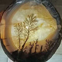 یک قطعه اسلب شجر زیبا
