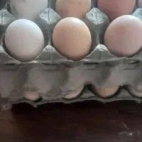 تخم مرغ محلی خانگی خوراکی برای جوجه کشی