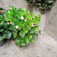 گل طبیعی