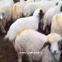 بره  شیری  پایزه
