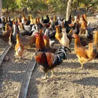 مرغ خروس|حیوانات مزرعه|بیلوار, |دیوار