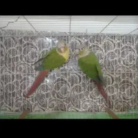 گرینچیک جفت مولد به همراه یک تخم