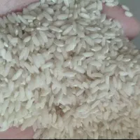 برنج چمپا خیجه