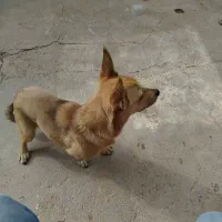 واگذاری سگ پاکوتا|سگ|تربت جام, جامرود|دیوار